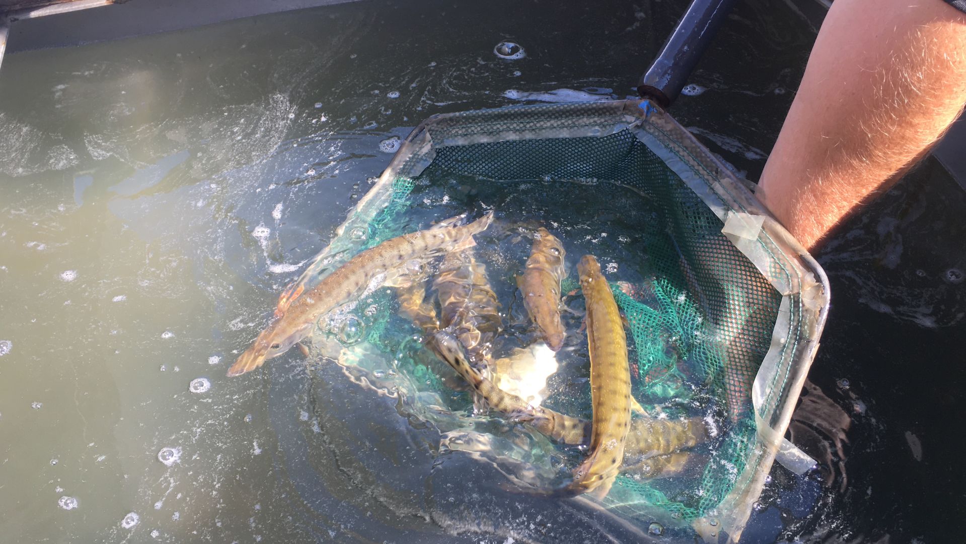 Muskie stocked into lakes Wingra and Monona